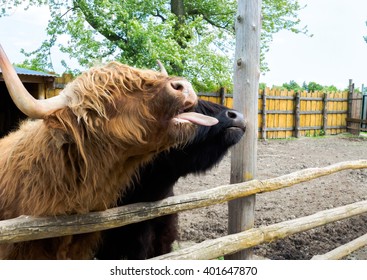 Brown Irish Cow On The Farm Yard