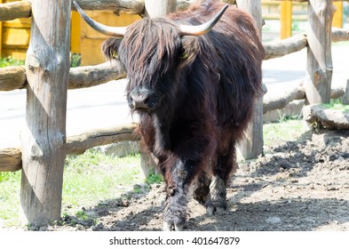 Brown Irish Cow On The Farm Yard