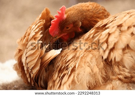 Brown ISO hen inside barn preening itself