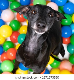 A Brown Italian Greyhound Dog Sitting In A Colorful Ball Pit Looking Up Top View