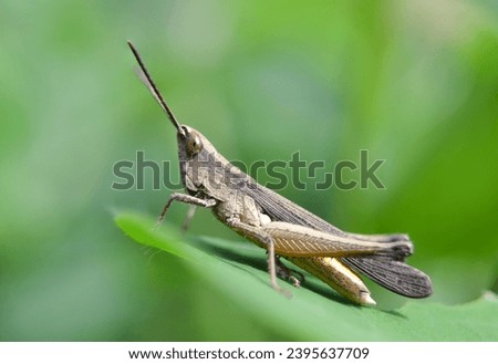 Brown Javanese Grasshopper (Valanga nigricornis) in natural green leaf background. 
This photo taken in South Borneo, Indonesia.