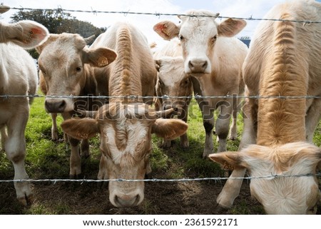 Brown Jersey breed cows and calves looking through barbed wire from the pasture. Normandy, France.