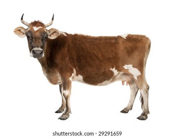 Brown Jersey Cow (10 Years Old) In Front Of A White Background