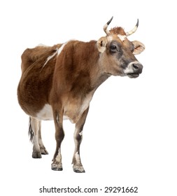 Brown Jersey Cow (10 Years Old) In Front Of A White Background