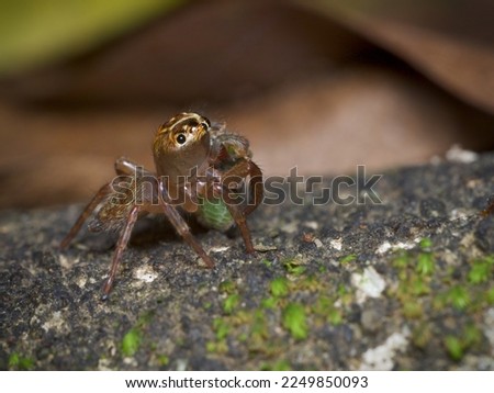 brown jumping spider holding its prey looking upward
