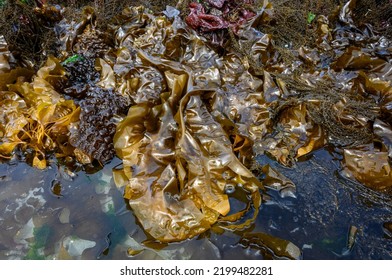 Brown Kelp At Low Tide, As A Nature Background, Alki Point, Washington, USA
