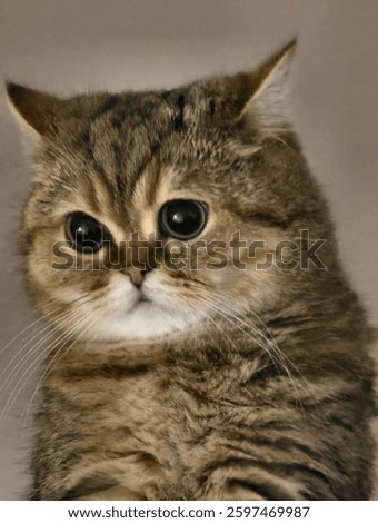 brown kitten with black stripes. innocence. big eyed kitten. big eyed cat. cute cat.