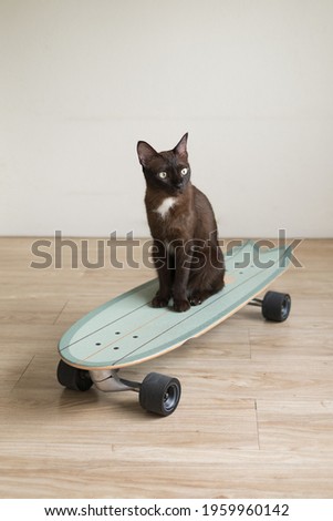 Similar – Image, Stock Photo Surfskateboarding in a sitting position