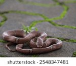 Brown kukri snake oigodon purpurascens