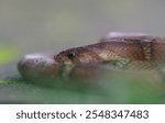 Brown kukri snake oigodon purpurascens