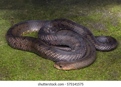 Brown Kukri Snake Oligodon Purpurascens Pretending Stock Photo ...