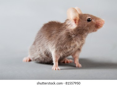 brown laboratory mouse isolated on grey background