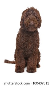 Brown Labradoodle In Front Of A White Background