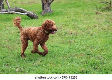 Brown Labradoodle Running