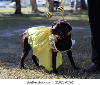 Brown Labrador In Bee Costume At Morisset Dog Show NSW Australia