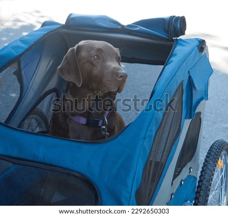 Brown labrador dog in blue bike wagon enjoying a ride. Dog wagon  for bicycle adventures