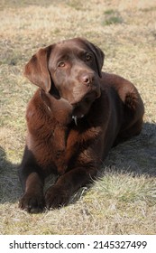 brown labrador dog resting on grass