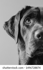 Brown Labrador Face In Black And White. Labrador Retriever Puppy, One Year Old Looking Away From Camera. Indoor Pet Photography.