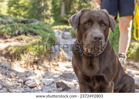 Similar – Image, Stock Photo Brown Labrador on mountain meadow in front of mountain hut