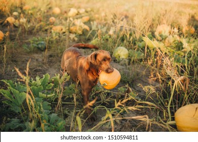 brown labrador and pumpkin. dog biting a pumpkin. labrador in a field with pumpkins. halloween dog. dog eating pumpkin.beautiful labradoodles' and pumpkin.dog holding a  in his teeth собака и тыква