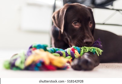 Brown Labrador Puppy