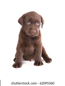 Brown Labrador Puppy On White Ground