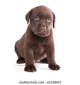 Brown Labrador Puppy On White Ground