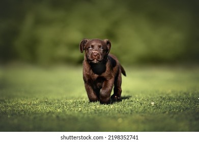 Brown Labrador Puppy Running On Grass