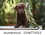 brown labrador puppy sitting outdoors, close up portrait