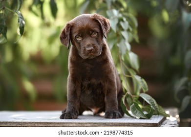 brown labrador puppy sitting outdoors, close up portrait - Powered by Shutterstock