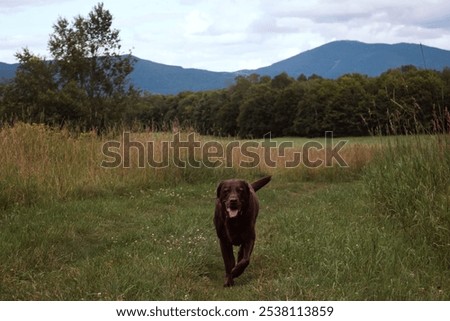 Similar – Image, Stock Photo Brown Labrador on mountain meadow in front of mountain hut