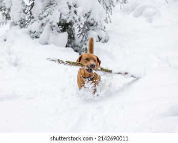 brown labrador retriever dog with branch in snow in the hills of Emmental