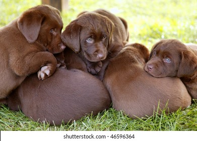 brown Labrador Retriever dog litter of pups