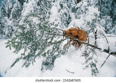 brown labrador retriever dog playing with a branch in deep snow in swiss winter