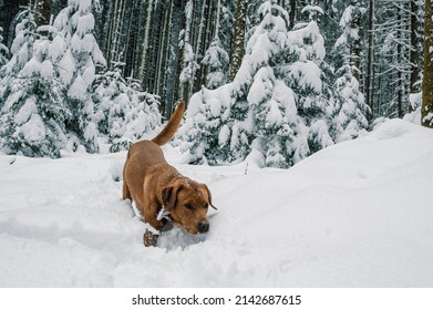 brown labrador retriever dog playing with a branch in deep snow in swiss winter
