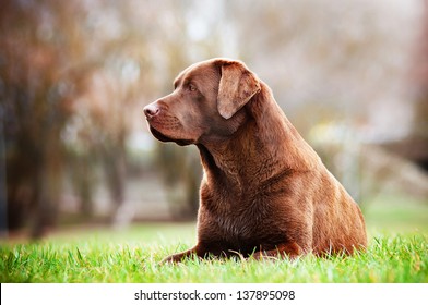 Brown Labrador Retriever Dog Resting Outside