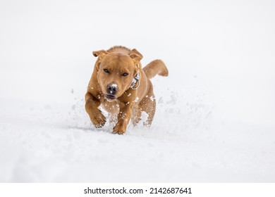 brown labrador retriever dog running in deep snow in swiss winter