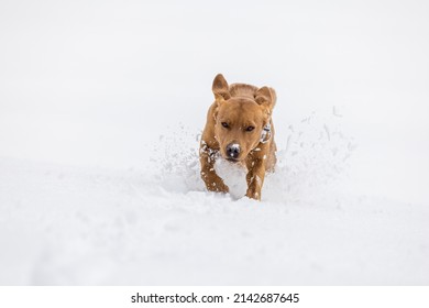 brown labrador retriever dog running in deep snow in swiss winter