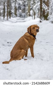 brown labrador retriever dog sitting snow in the hills of Emmental