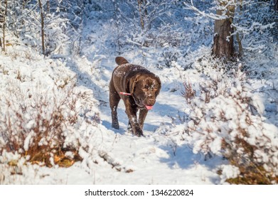 Brown Labrador retriever dog walking through the snowy winter forest and is happy
