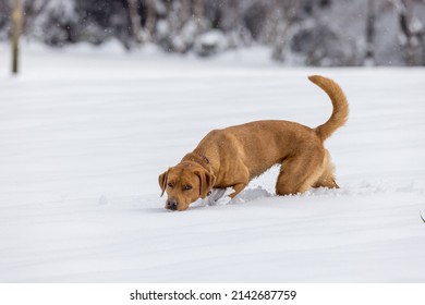 brown labrador retriever dog walking in snow in winter forest