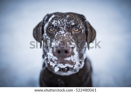 Brown Labrador Retriever looking funny with snow all over her face.