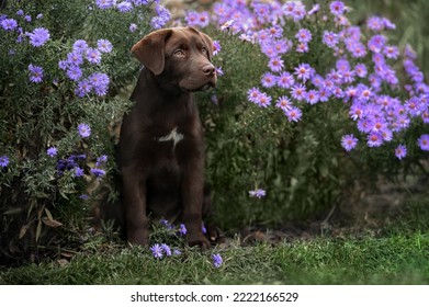 Brown Labrador Retriever Puppy Sitting Outdoors With Flowers