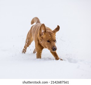 Brown Labrador Retriever Running In Deep Snow In Swiss Winter