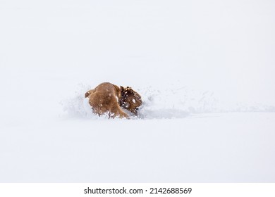 brown labrador retriever running in deep snow in swiss winter