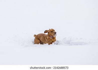 brown labrador retriever running in deep snow in swiss winter