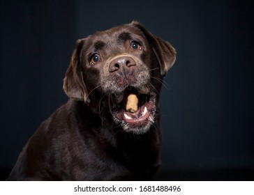 Brown Labrador Retriever In The Studio. Dog Make A Funny Face While Catching Treats