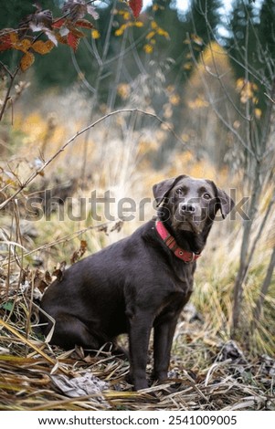Similar – Image, Stock Photo Brown Labrador on mountain meadow in front of mountain hut