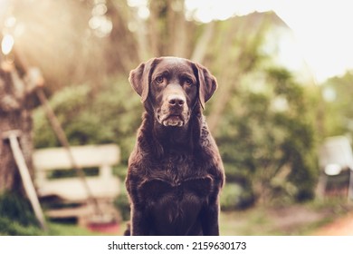 Brown Labrador Sitting In Front Of The Camera. High Quality Photo