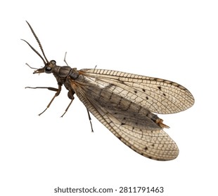 Brown Lacewing Side Pose with Transparent Wings Isolated on White Background